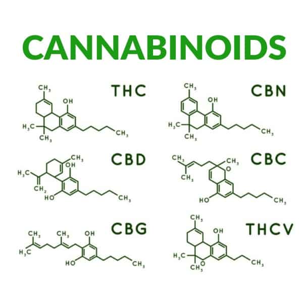 What Are Cannabinoids?