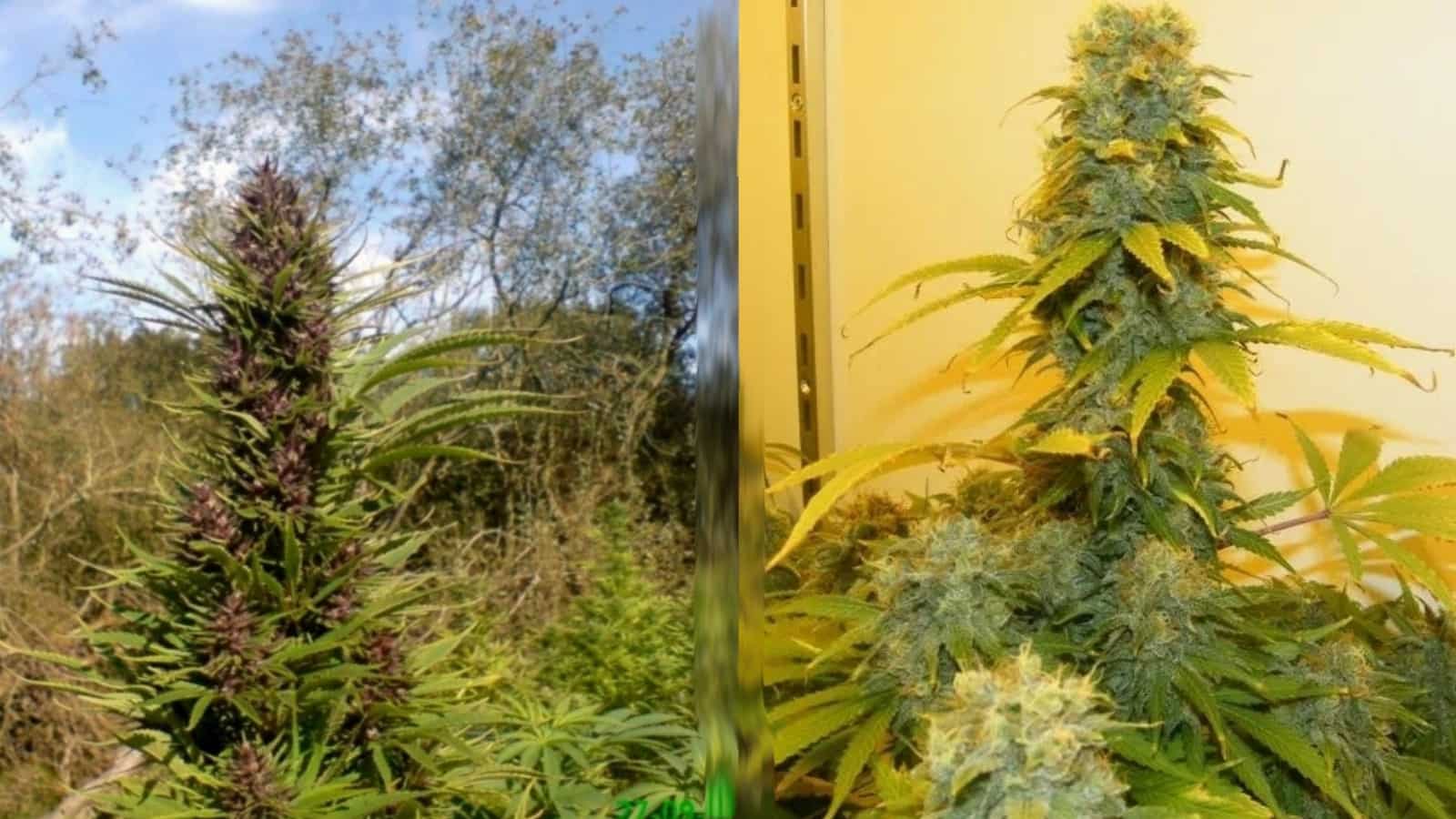 https://www.cannabisplace.com.au/assets/img/info-pages/cannabis-growing/hydro-bush-main.jpg