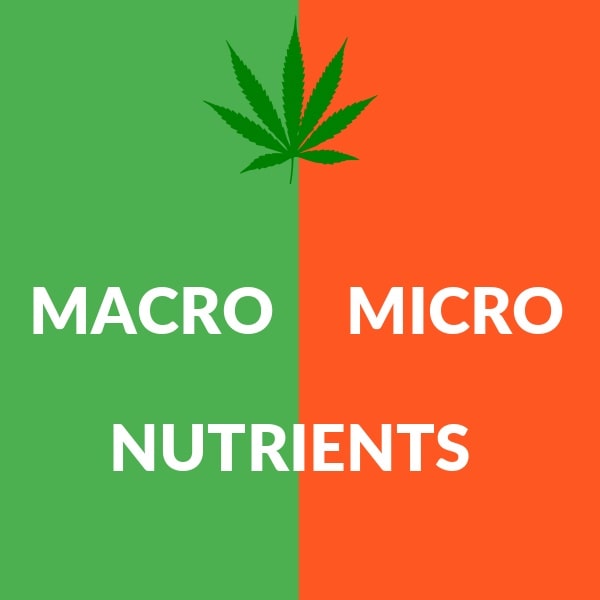 macro vs micro trends