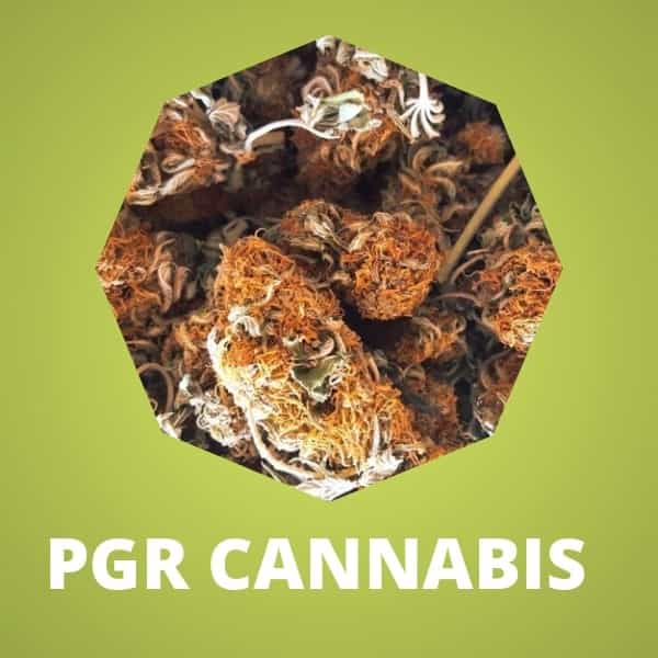 How To Tell Pgr Weed The Visual Difference With Pgr Marijuana