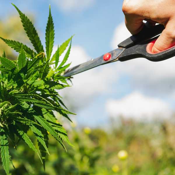 The Best Scissors For Trimming Cannabis Bud | Cutting Shears For Weed