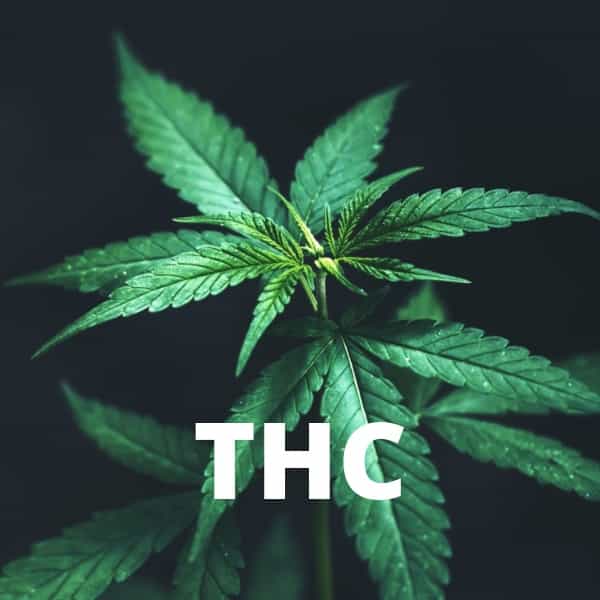 What Is Thc In Australian Cannabis Thc Medical Benefits And Side Effect